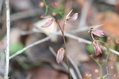 Cyrtostylis robusta