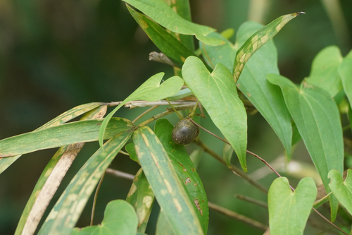 Image of Dioscorea japonica by (c) WATANABE Hitoshi 渡辺仁, some rights reserved (CC BY)