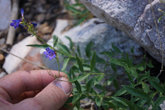 Penstemon