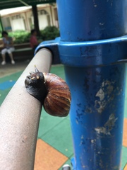Lissachatina fulica