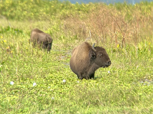 American Bison photographed in Florida