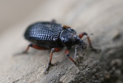 Cylydrorhinus angulatus