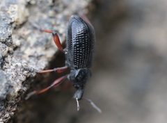 Cylydrorhinus angulatus