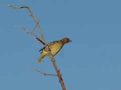 Chlamydera guttata