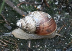 Bothriembryon brazieri