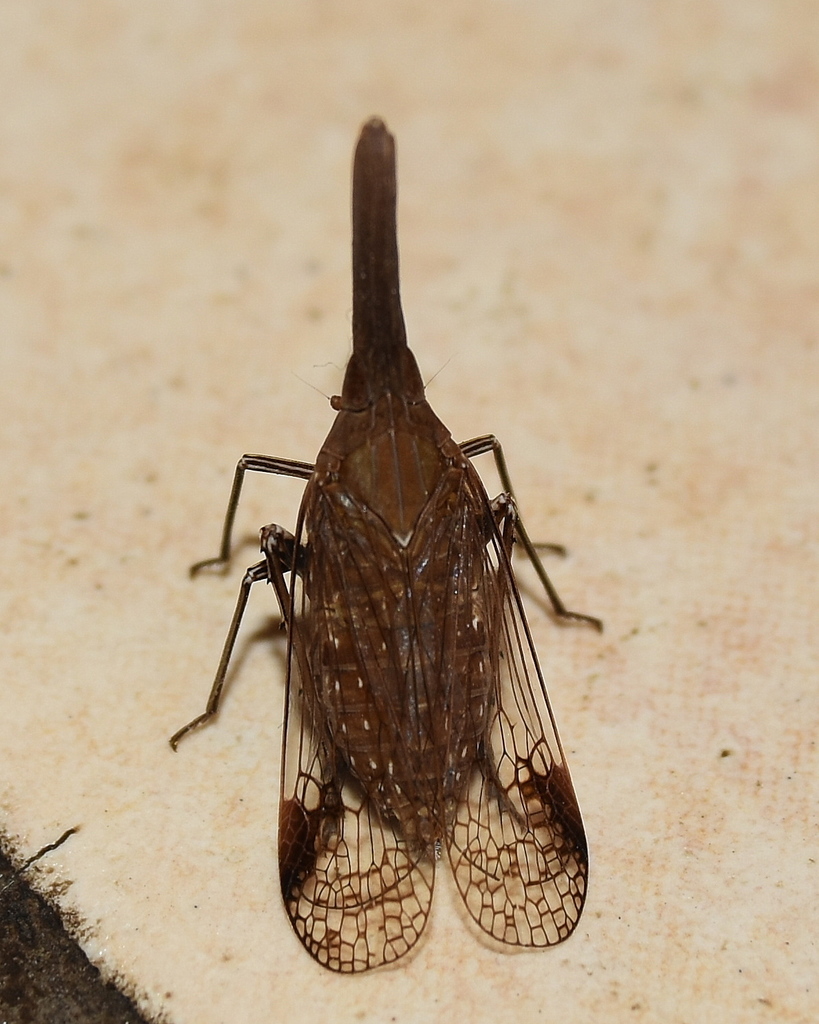Philotheria vinula