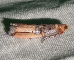 Dasypyga alternosquamella