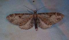 Eupithecia nevadata