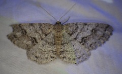 Melanolophia imitata