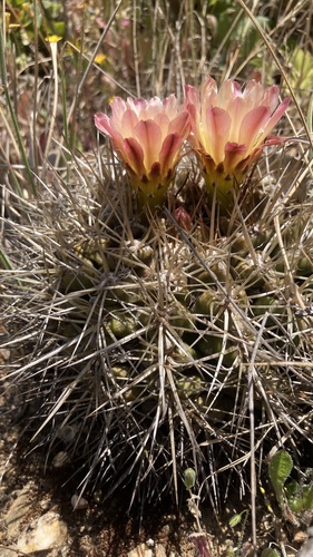 Eriosyce aspillagae