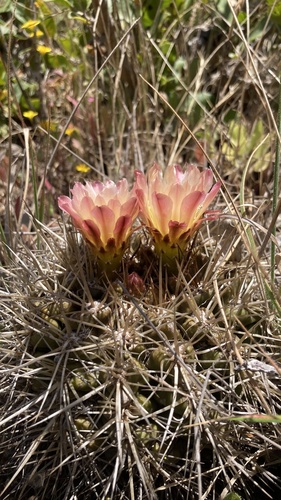 Eriosyce aspillagae