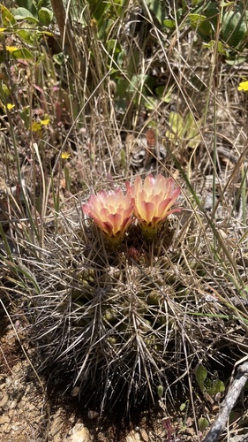 Eriosyce aspillagae