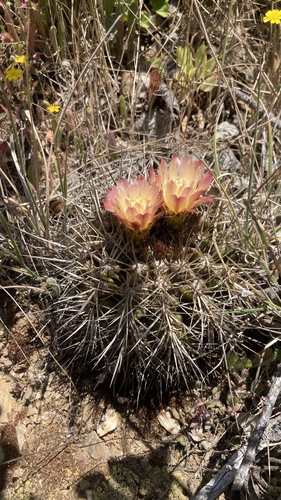 Eriosyce aspillagae