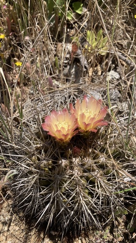 Eriosyce aspillagae