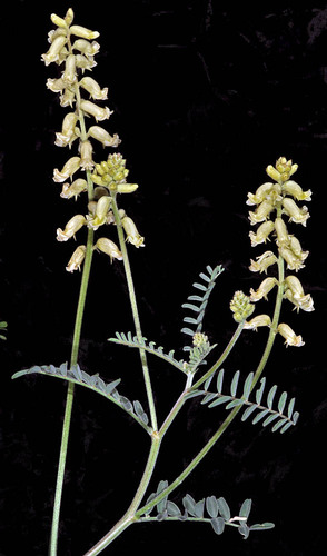 Astragalus collinus var. collinus