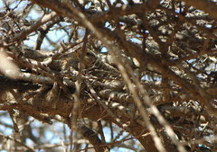 Varanus exanthematicus