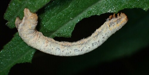 Confused Eusarca Moth