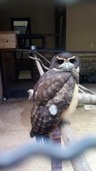 Pulsatrix koeniswaldiana