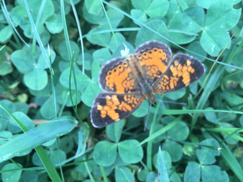 Pearl Crescent, 87 Brooks Pl, West Bridgewater, MA, US, photo 10 of 10