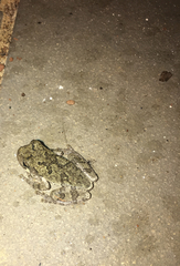 Hyla chrysoscelis