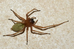 Cheiracanthium furculatum