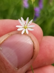 Stellaria longifolia
