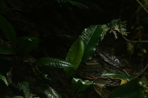 Dracoglossum plantagineum