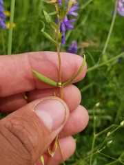 Stellaria longifolia