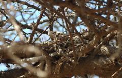 Varanus exanthematicus