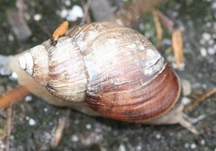 Bothriembryon brazieri