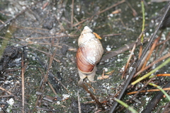 Bothriembryon brazieri