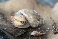 Bothriembryon brazieri