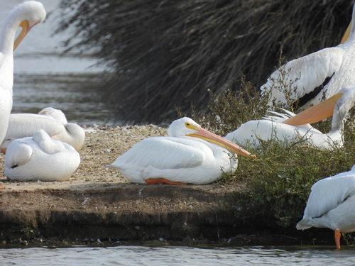 iNaturalist observation photo of American White Pelican