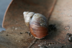 Bothriembryon brazieri