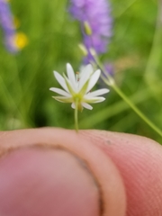 Stellaria longifolia