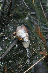 Bothriembryon brazieri