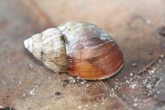 Bothriembryon brazieri