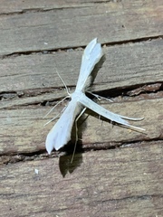 Hellinsia homodactylus