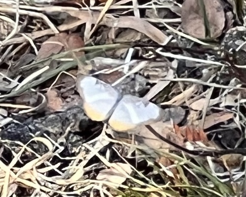 Common Mestra photo 6