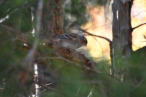 White-crowned Sparrow photographed in Delaware
