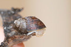 Bothriembryon brazieri