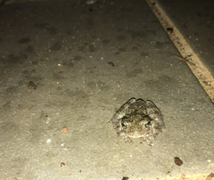 Hyla chrysoscelis