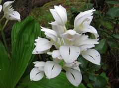 Govenia liliacea