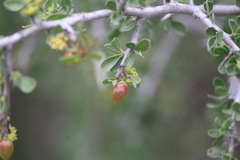 Condalia mexicana