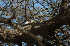 Varanus exanthematicus