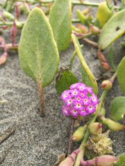 Abronia umbellata breviflora