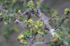 Condalia mexicana