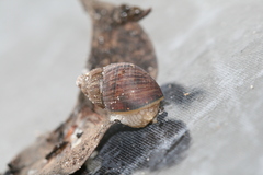 Bothriembryon brazieri