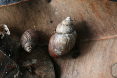 Bothriembryon brazieri