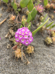 Abronia umbellata breviflora